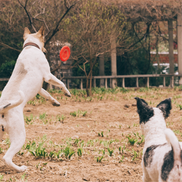 cuando-llevar-al-perro-al-veterinario-por-picadura-de-avispa.png